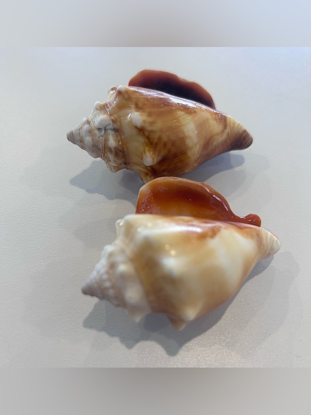 Two (2) Beautiful Shells - Picture 5 of 5